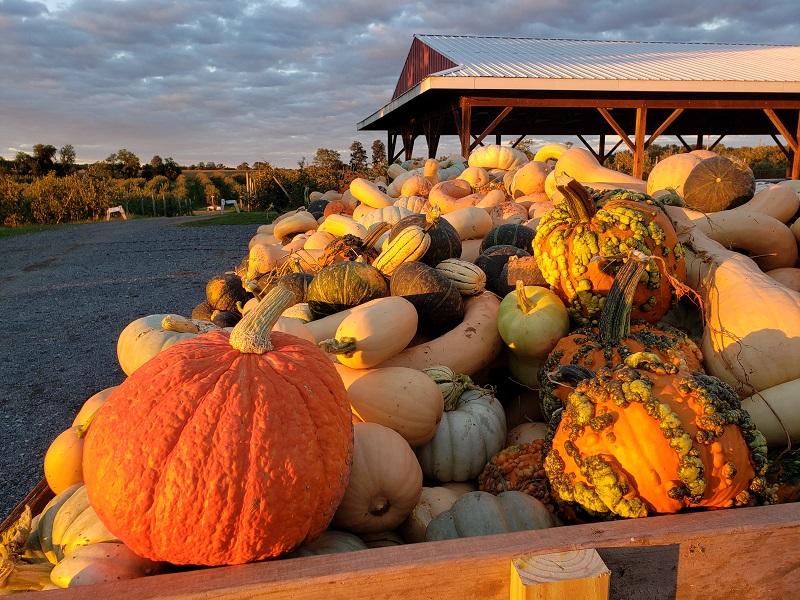 pumpkin set